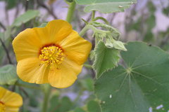 Abutilon hirtum